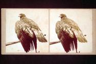 American Eagle