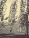 Eucalyptus Trees, Southern California