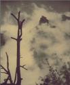 Grand Canyon (Bare Trees)