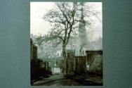 A Tree in Greyfriars