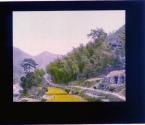 A Bamboo Grove