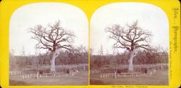 Old Elm, Boston Common