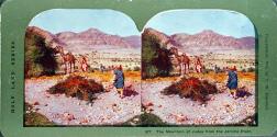 The Mountain of Judea from the Jericho Plain.