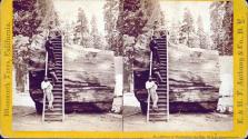 Section of the Original Big Tree. 92 ft. in circumference.