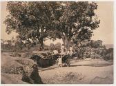 Mango Tree