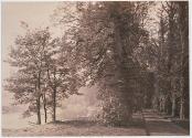 The Avenue