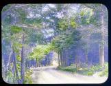 Road At Pocono Lake Preserve, PA