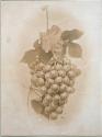 Bunch of Grapes