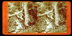 Babes in the wood