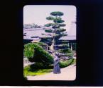 A Pine Tree Trimmed to the form of a boat