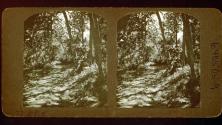 [Path through wooded area, California?]