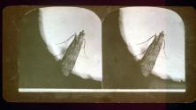 [Insect]