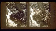 [View looking down to wooded area]
