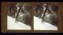 [Trees in snow on slope]