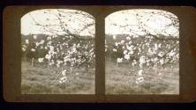[Tree branch in bloom]