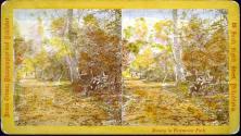 Belmont Glen.