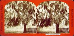 Southern Scenery