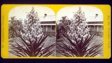 [Yucca]