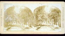 Grounds of Queen's Hospital, Honolulu