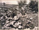 [Plants]
