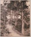 Fir Trees