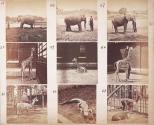 [Photographs of various animals]