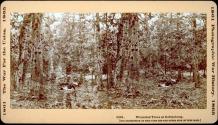Wounded Trees at Gettysburg