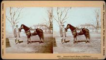 General Grant's Horse "Jeff Davis"
