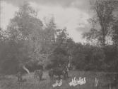 At Home in the Old Orchard