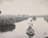 Quanting the Marsh Hay