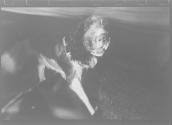 [Dog]