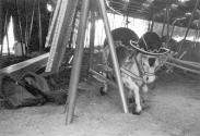 [Dismantled Carousel-Circus Knie]