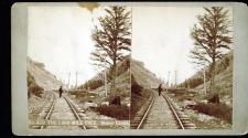 The 1,000 Mile Tree. Weber Cañon.
