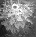 [Sunflowers]
