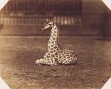 [Giraffe at the Zoological Gardens, Regent's Park, London]