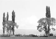[Trees in landscape]
