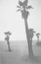 [Palm Trees]