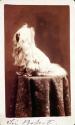 Sir Robert