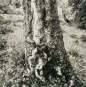 [Tree trunk]