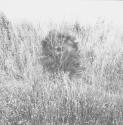 [Landscape]