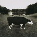 [Cattle]