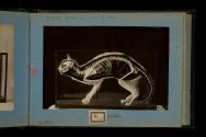 [Taxidermy cat with visible skeletal structure]