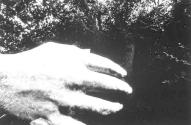 Hand, Rochester, NY