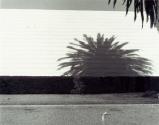 Tree/shadow