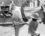 Boy with hat & horse