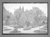 Jerusalem un coin du Jardin des Oliviers