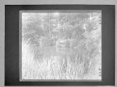 [View of a pond]