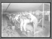 [Milking Cows]