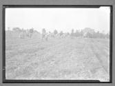 [People in Cornfield]