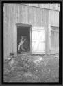 Man in Barn Milking-Cows